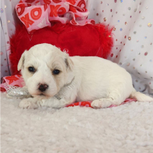 Bichon Frise Puppy Avery