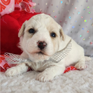 Bichon Frise Puppy Avery