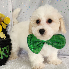 Bichon Frise Puppy Avery