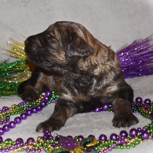 Goldendoodle Puppy Slate