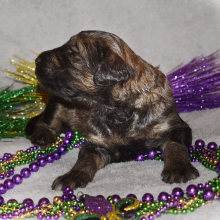 Goldendoodle Puppy Slate