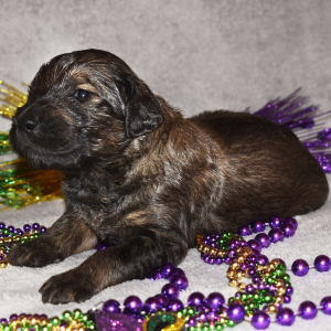 Goldendoodle Puppy Slate