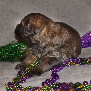 Goldendoodle Puppy Slate