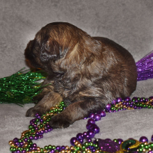 Goldendoodle Puppy Slate