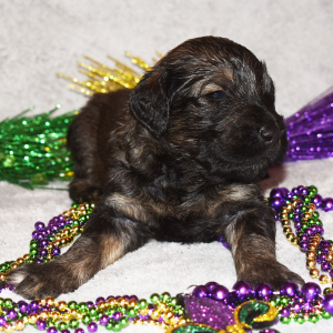 Goldendoodle Puppy Slate