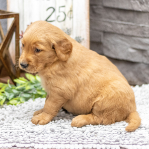 Golden Retriever Puppy Ms. Fawn