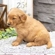 Golden Retriever Puppy Ms. Fawn