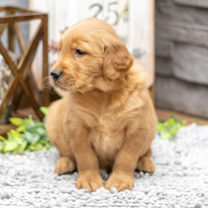 Golden Retriever Puppy Ms. Fawn
