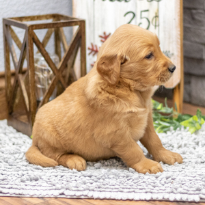 Golden Retriever Puppy Ms. Fawn