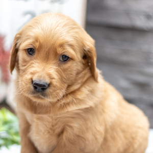 Golden Retriever Puppy Ms. Fawn
