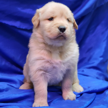 Golden Retriever Puppy Chesney