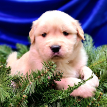 Golden Retriever Puppy Chesney