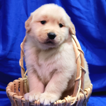 Golden Retriever Puppy Chesney