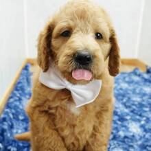 Labradoodle Puppy Brody
