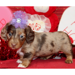 Dachshund Puppy Izzy
