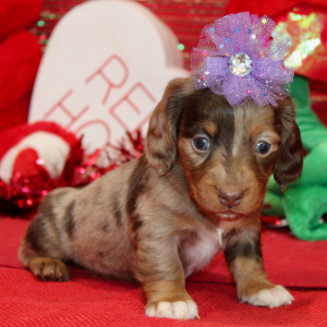 Dachshund Puppy Izzy