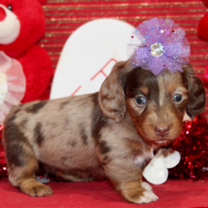 Dachshund Puppy Izzy