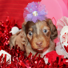 Dachshund Puppy Izzy
