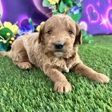 Goldendoodle Puppy Cristi