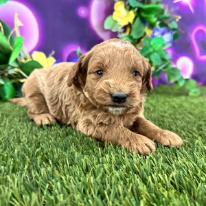 Goldendoodle Puppy Cristi