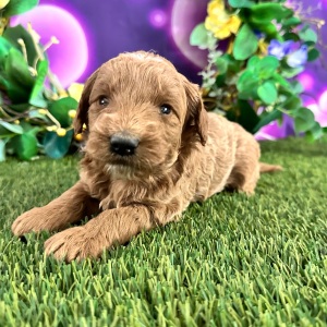 Goldendoodle Puppy Cristi