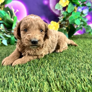 Goldendoodle Puppy Cristi