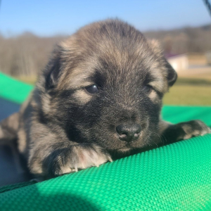 Keesh-Inu Puppy Pickles