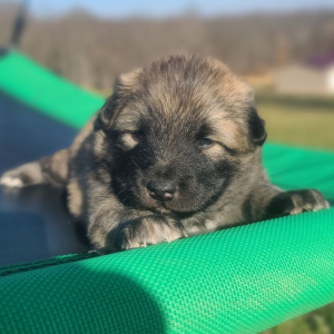Keesh-Inu Puppy Pickles