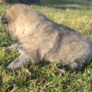 Keesh-Inu Puppy Pickles