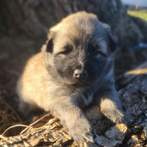 Keesh-Inu Puppy Pickles