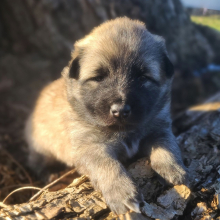 Keesh-Inu Puppy Pickles