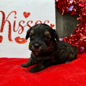 Havapoo Puppy Marco