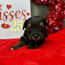 Havapoo Puppy Marco