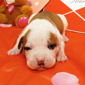 American Bulldog Puppy Melvin
