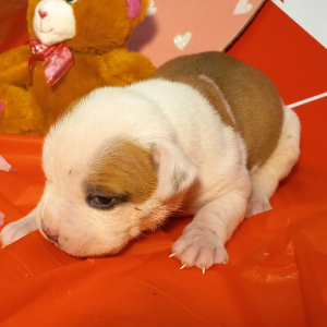 American Bulldog Puppy Melvin