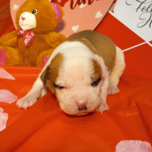 American Bulldog Puppy Melvin