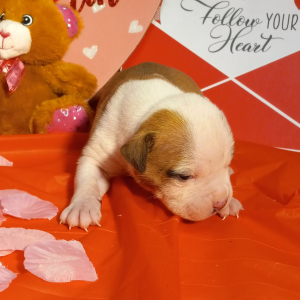 American Bulldog Puppy Melvin