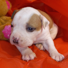 American Bulldog Puppy Melvin