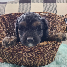 Aussiedoodle Puppy Morant