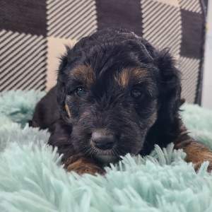 Aussiedoodle Puppy Morant