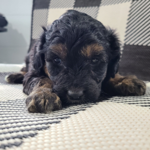 Aussiedoodle Puppy Morant