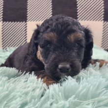 Aussiedoodle Puppy Morant