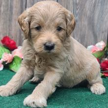 Goldendoodle Puppy Gus