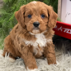 Cavapoo Puppy Grandin