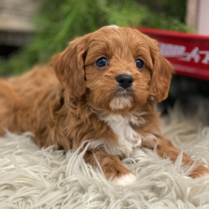Cavapoo Puppy Grandin