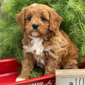 Cavapoo Puppy Grandin