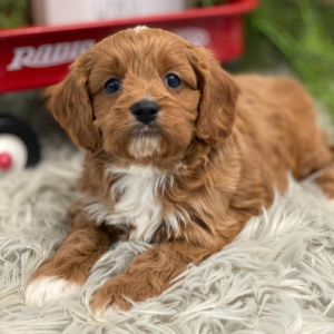 Cavapoo Puppy Grandin