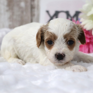 Cavapoo Puppy Blanche