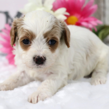 Cavapoo Puppy Blanche
