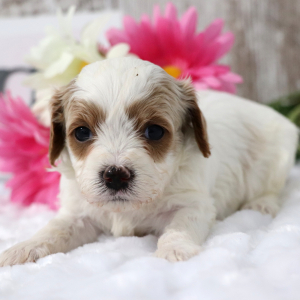 Cavapoo Puppy Blanche